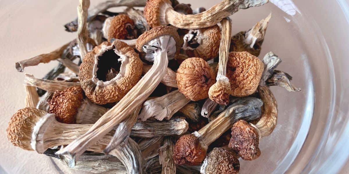 psilocybin magic mushrooms effects risks